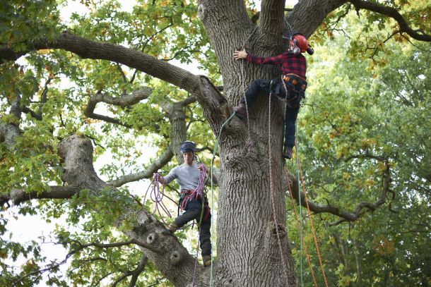 Unity--tree-work