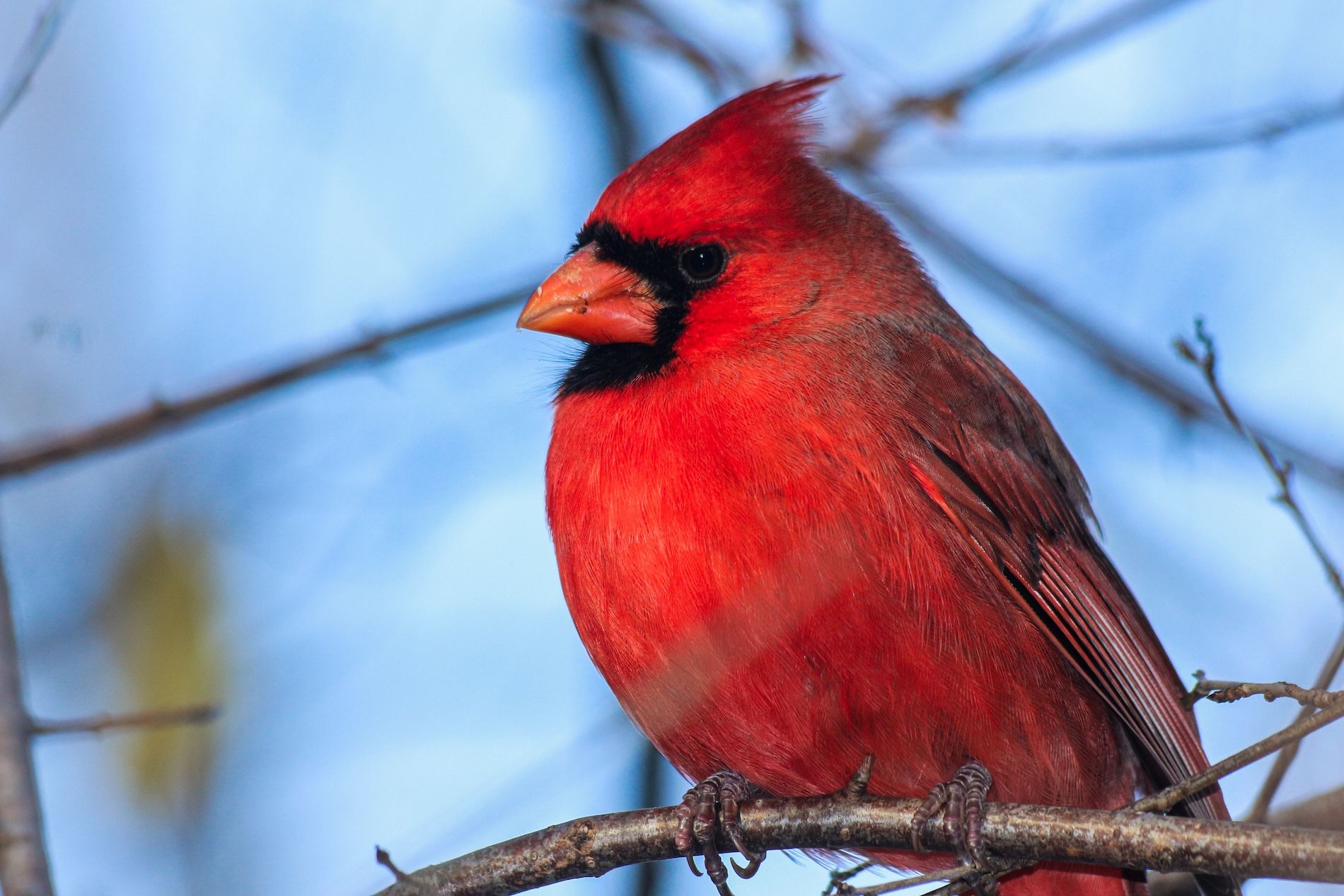 red-cardinal