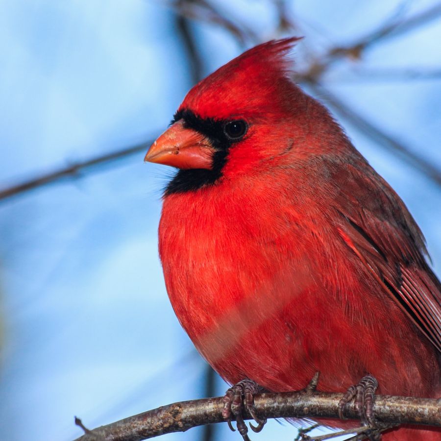 red-cardinal