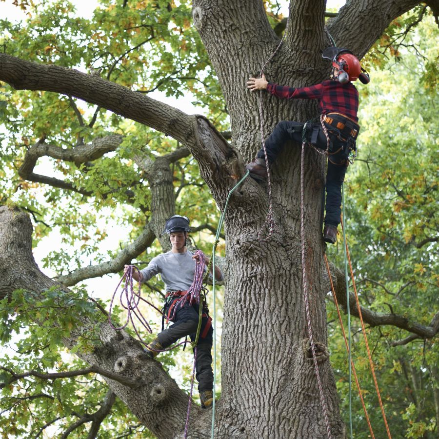 Unity--tree-work